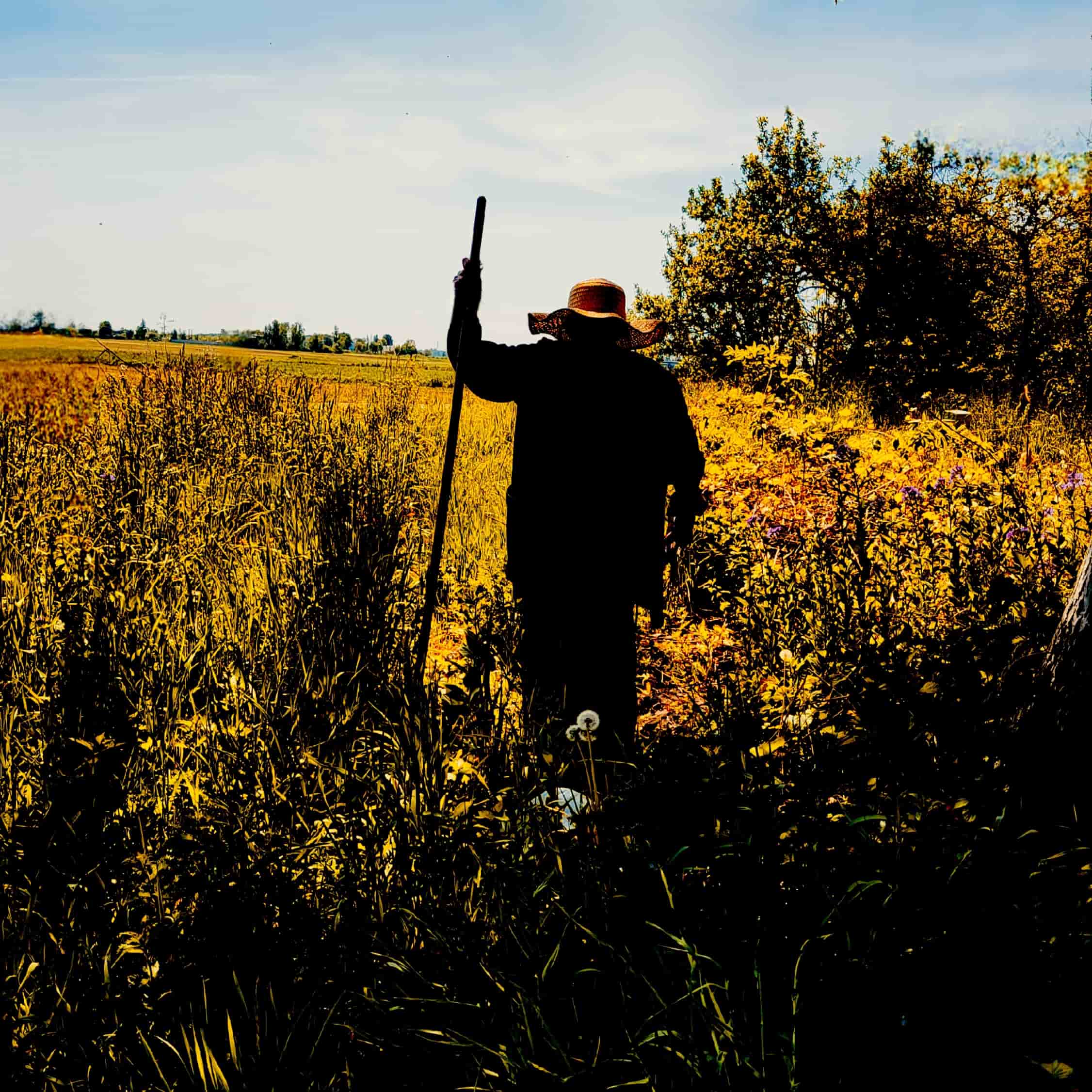 from-the-bushes-single-cover