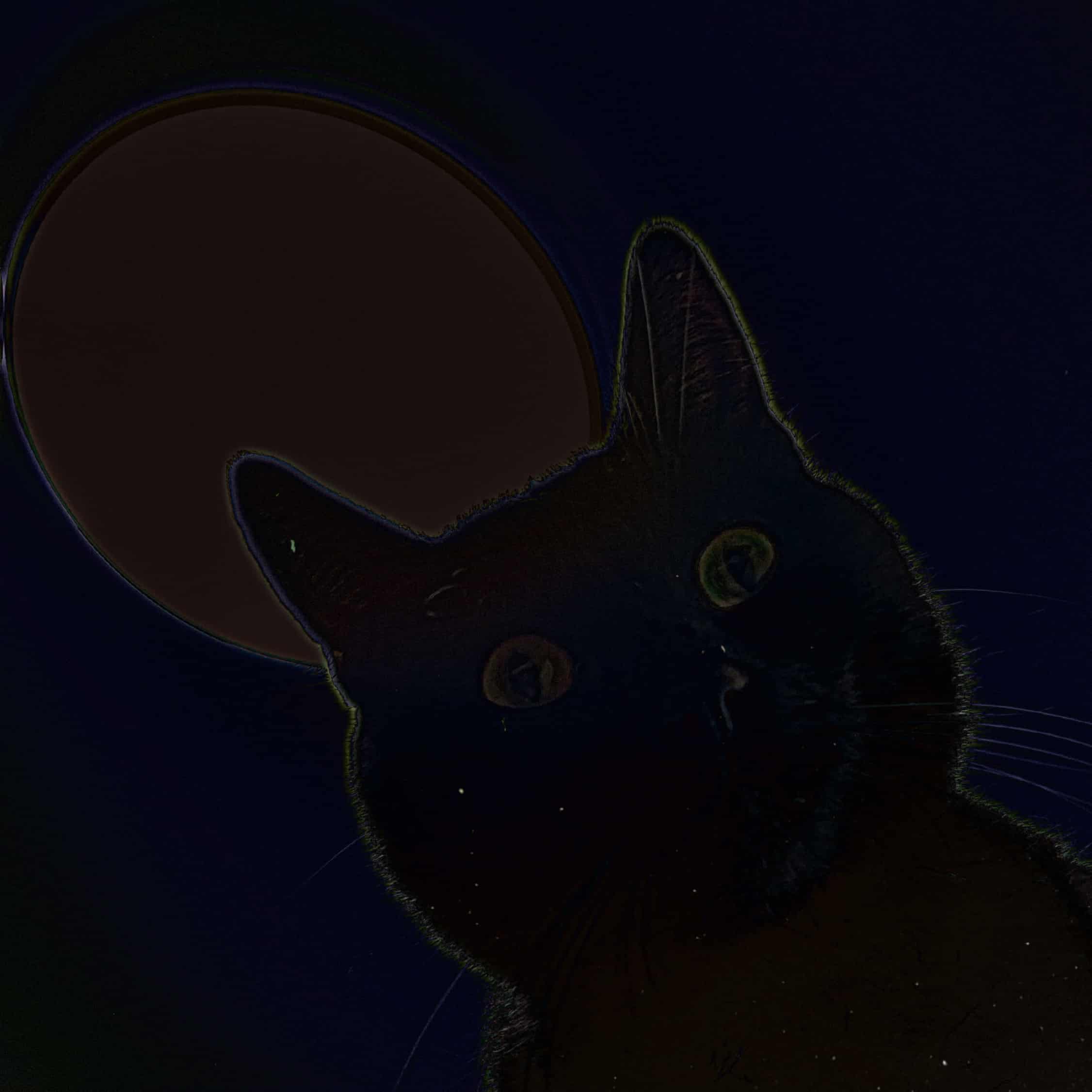 wake-up-kitty-said-cover