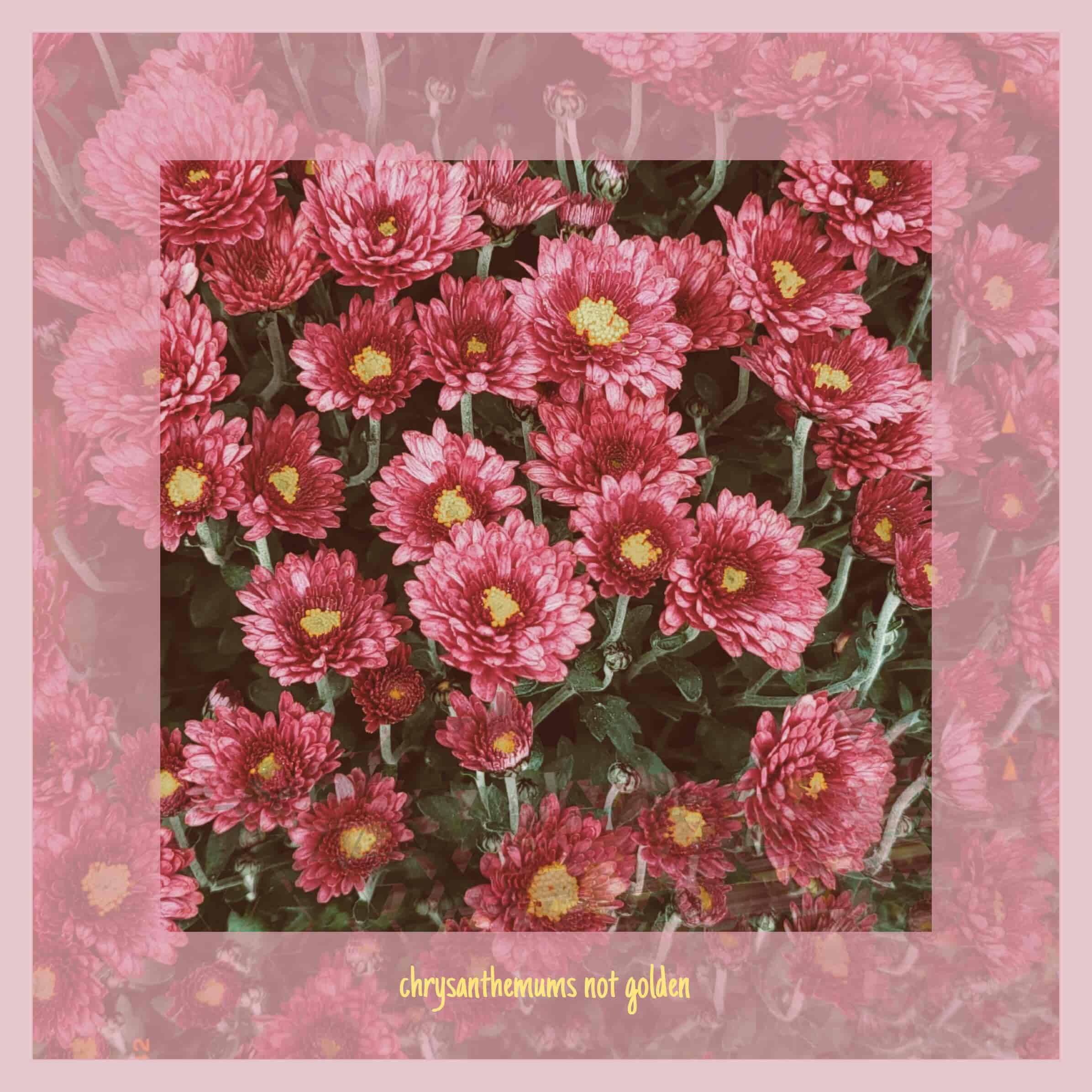 chrysanthemums-not-golden-single-cover