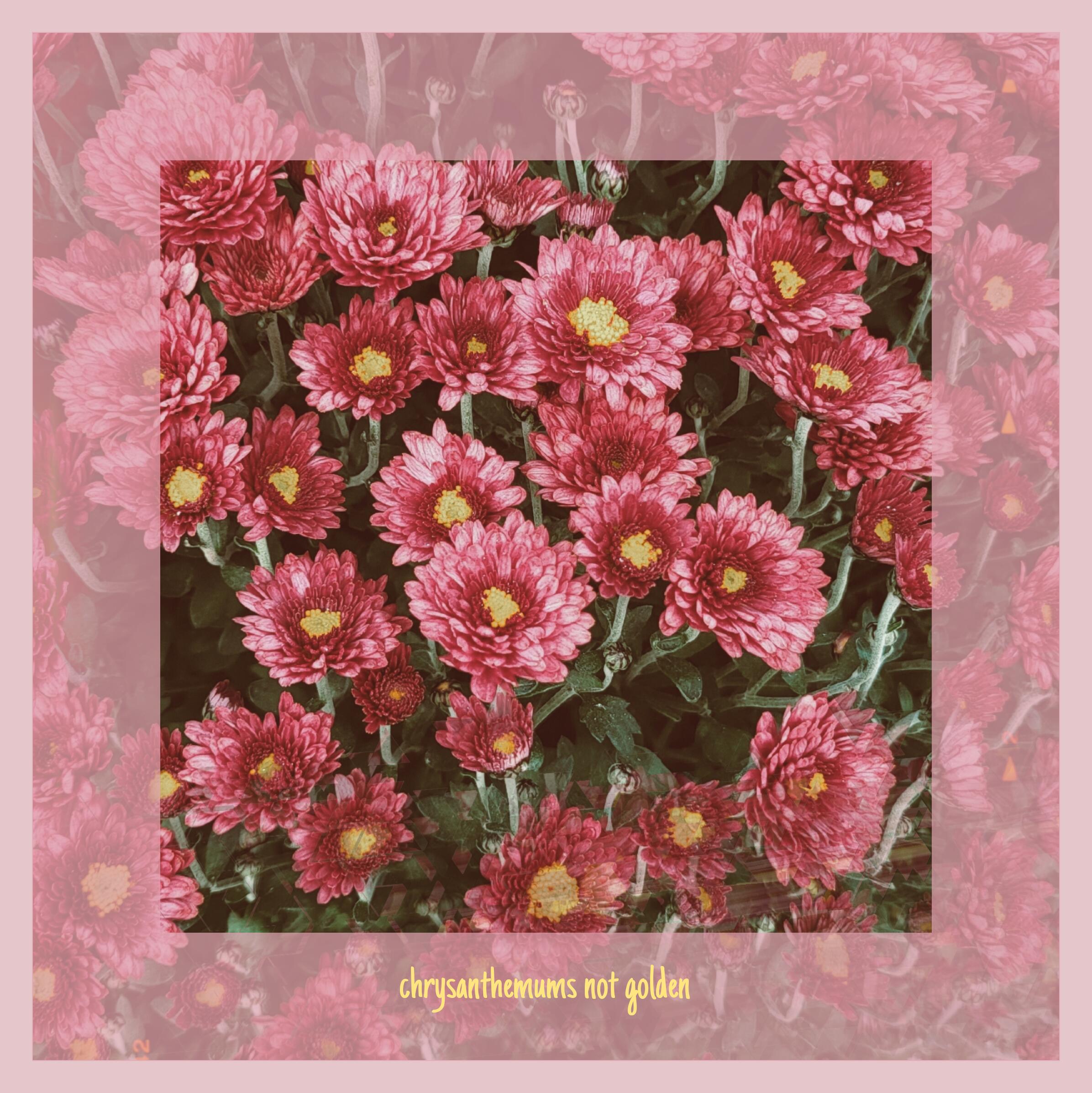 chrysanthemums-not-golden-single-cover